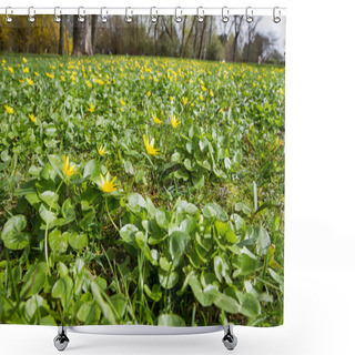 Personality  The Lesser Celandine Or Fig Buttercup (Ficaria Verna) Blooming In Spring Shower Curtains