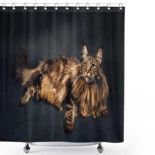 Personality  Maine Coon Cat On Black Background Shower Curtains