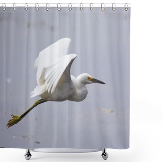 Personality  Snowy Egret (Egretta Thula) Shower Curtains