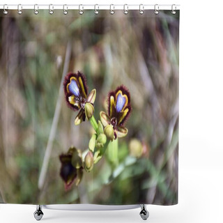 Personality  Ophrys Speculum (Venus Mirror) In Full Spring Bloom. Shower Curtains