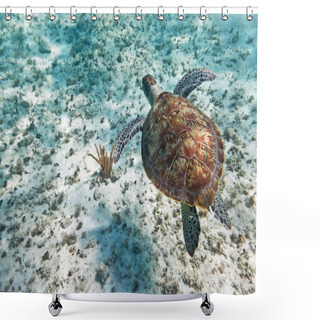 Personality  Green Turtle Swiming In Caribbean Sea Shower Curtains