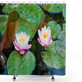 Personality  Lotus Flowers In The Water Shower Curtains