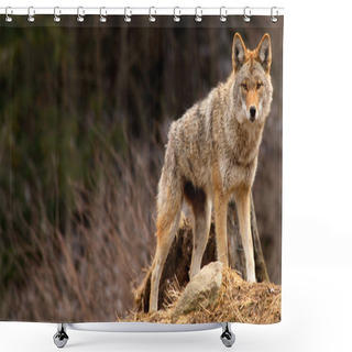 Personality  Coyote On Top Of A Hill Shower Curtains