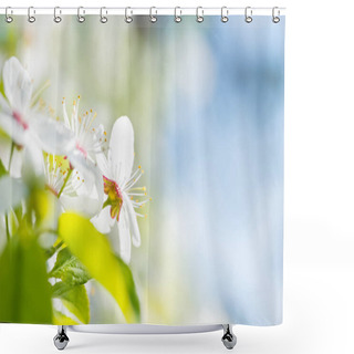 Personality  White Flowers On Blossom Cherry Tree Shower Curtains