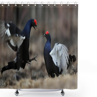 Personality  Fighting Black Grouse Shower Curtains