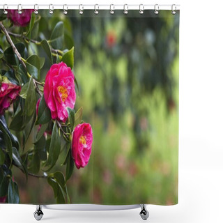 Personality  Camellia Tree In Pontevedra (Spain) Shower Curtains