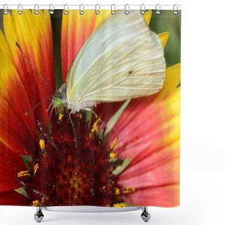 Personality  White Butterfly Leptophobia Aripa On An Orange And Yellow Daisy Shower Curtains