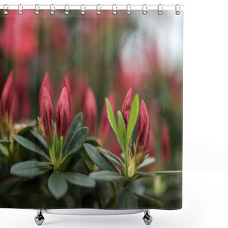 Personality  Selective Focus Of Beautiful Tender Red Flower Buds And Green Leaves Shower Curtains