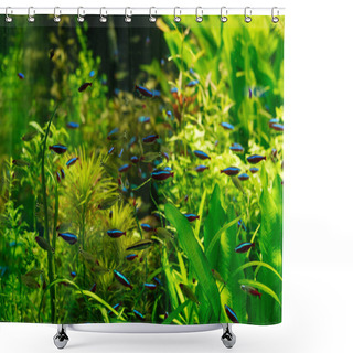 Personality  Small Fishes Swimming Under Water Among Green Seaweed In Aquarium Shower Curtains