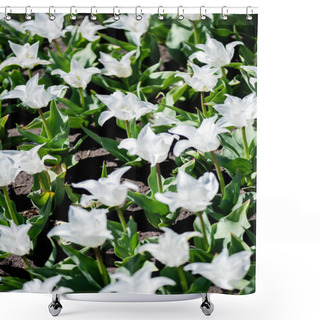 Personality  Beautiful White Tulips With Green Leaves Shower Curtains