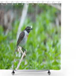 Personality  Male Of Canary Islands Stonechat Saxicola Dacotiae. Shower Curtains