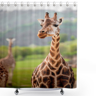 Personality  Giraffes In The Zoo Shower Curtains