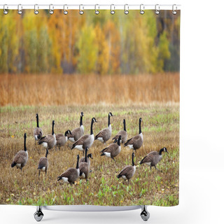 Personality  Canada Geese In A Field Shower Curtains