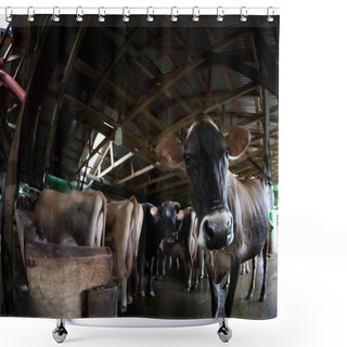 Personality  Cow On A Dairy Farm Shower Curtains