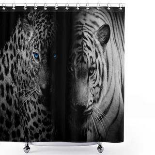 Personality  Black & White Leopard With Blue Eyes & Tiger Isolate Black Backg Shower Curtains