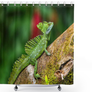Personality  Male Plumed Basilisk (Basiliscus Plumifrons) Sitting On A Log, Costa Rica Shower Curtains
