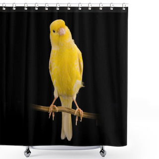 Personality  Yellow Canary On Its Perch Shower Curtains