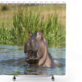 Personality  Yawning Common Hippopotamus In Water Shower Curtains