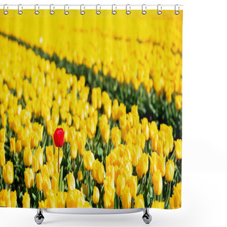 Personality  Yellow Tulips And One Red Standing Out Of The Crowd. Shower Curtains