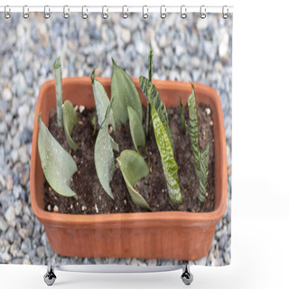 Personality  Growing Snake Plants From Leaves In A Soil Mix Shower Curtains