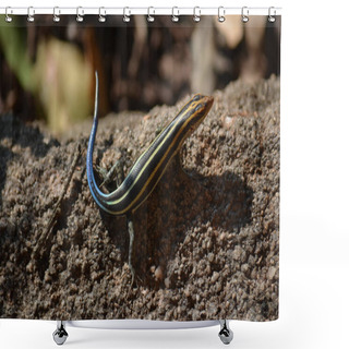 Personality  Rainbow Skink In Kruger National Park, Mpumalanga, South Africa Shower Curtains