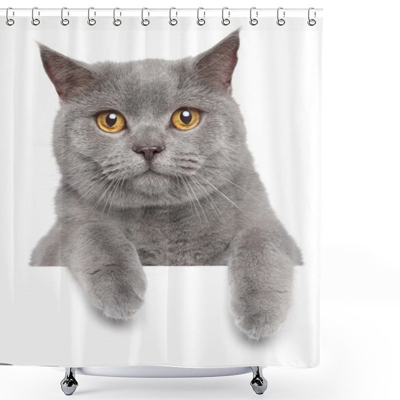Personality  British gray cat on a white banner shower curtains