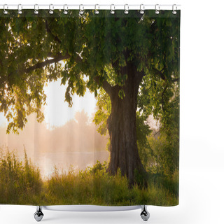 Personality  Oak Tree In Full Leaf In Summer Standing Alone Shower Curtains