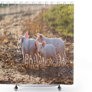 Personality  Piglets Walking On Farm Shower Curtains