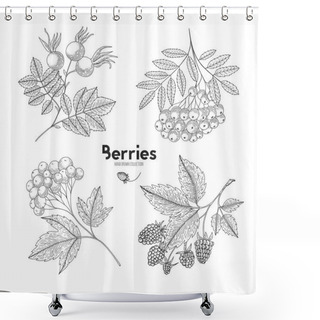 Personality  Collection Of Hand Drawn Berries Isolated On White Background. Botanical Illustration Of Engraved Berry. Viburnum, Rowan, Raspberry, Rosehip. Design For Package Of Health And Beauty Natural Products. Shower Curtains