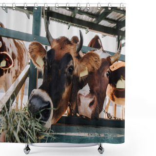 Personality  Brown Domestic Cows Eating Hay In Stall At Farm Shower Curtains