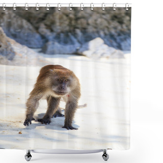 Personality  Monkey On Monkey Beach Phi Phi Shower Curtains