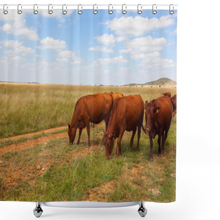 Personality  Cattle Grazing In The Veld Shower Curtains