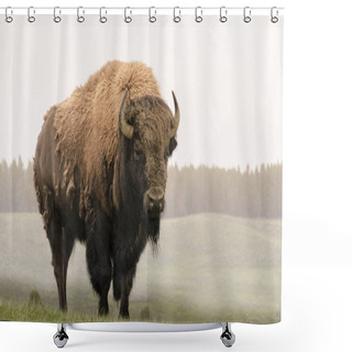 Personality  Bison Change The Fur In Yellowstone Nationale Park In Wyoming Shower Curtains