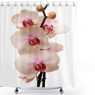 Personality  Orchid Shower Curtains