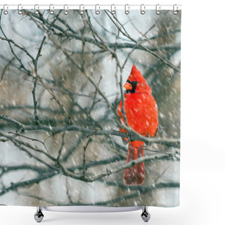 Personality  Cardinal Shower Curtains
