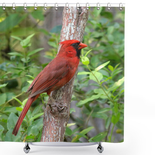 Personality  Cardinal Shower Curtains