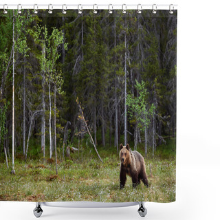 Personality  Brown Bear In A Finnish Moor Shower Curtains