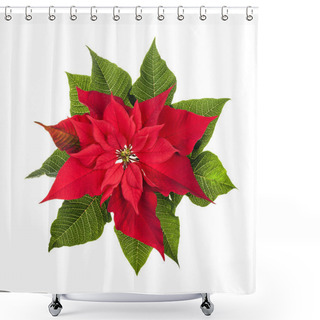 Personality  Christmas Poinsettia Plant Isolated On White Shower Curtains