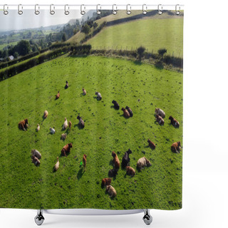 Personality  Aerial Photo Of Cattle Cows A Bull And Calves In A Field Of Grass At Farm In UK Shower Curtains