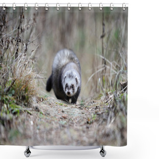 Personality  Polecat Shower Curtains