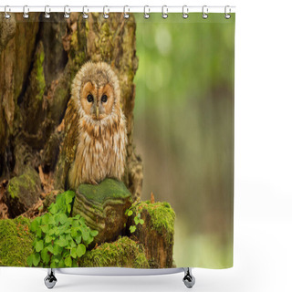 Personality  Tawny Owl In Forest Shower Curtains