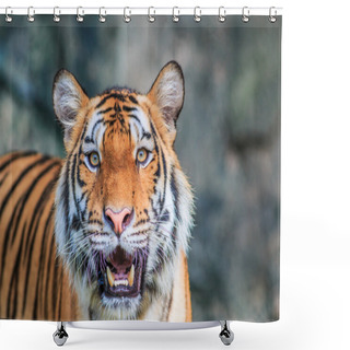 Personality  Orange Tiger In Jungle Shower Curtains