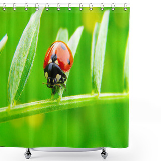 Personality  A Ladybug On A Green Grass Leaf Shower Curtains