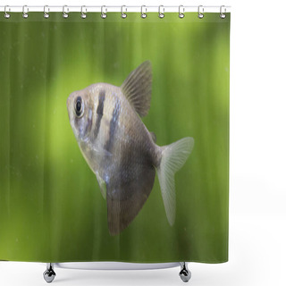 Personality  Gymnocorymbus Ternetzi. Tropische Fische Schwimmen Im Aquarium, The Best Photo Shower Curtains