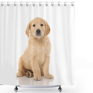Personality  Cute Little Golden Retriever Dog Sitting And Looking At The Camera With Little Shiny Eyes On White Studio Background Shower Curtains