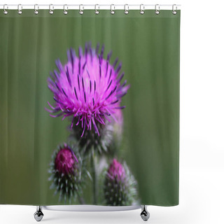 Personality  Carduus Acanthoides, Known As The Spiny Plumeless Thistle, Welted Thistle, And Plumeless Thistle Shower Curtains