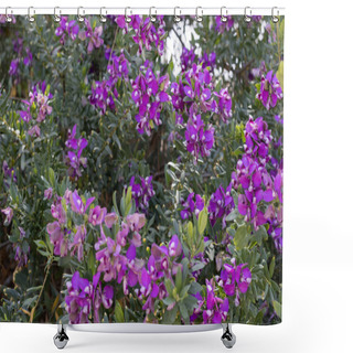 Personality  Lush Polygala Bush In Bloom Vibrant Purple Flowers. Shower Curtains