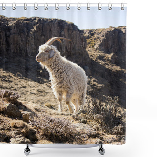 Personality  Angora Goat Is Feeding In The Maluti Mountains, Drakensberg, Lesotho. Wool And Mohair Industry.  Shower Curtains