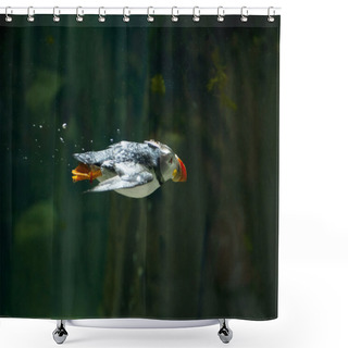 Personality  Puffin Shower Curtains