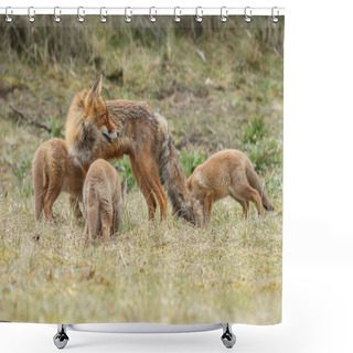 Personality  Red Fox Cubs Playing In Nature Shower Curtains